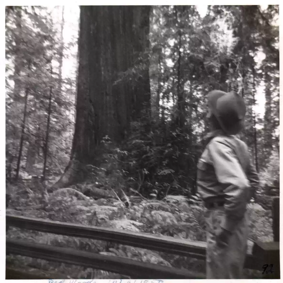 92 - Red Woods, 10-4-1950